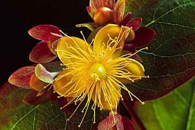 《Glaciered》将于2025年发售 Playism发行